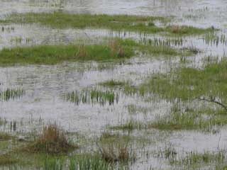 l'eau et la terre du <b>marais</b>