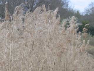 ils sont fltris<b> les roseaux</b>