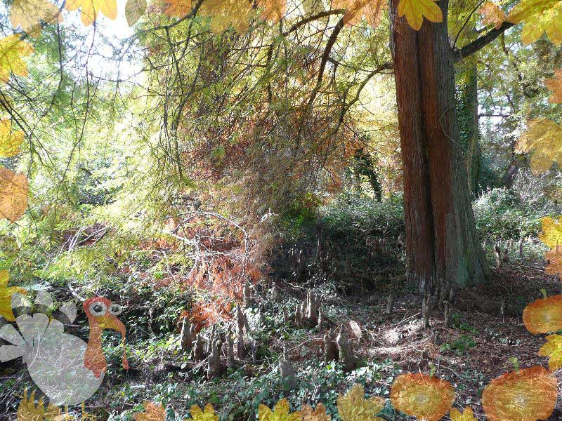 un cyprs chauve dont les racines ressortent de la terre pour oxygner l'arbre l'hiver, quand il a perdu ses feuilles