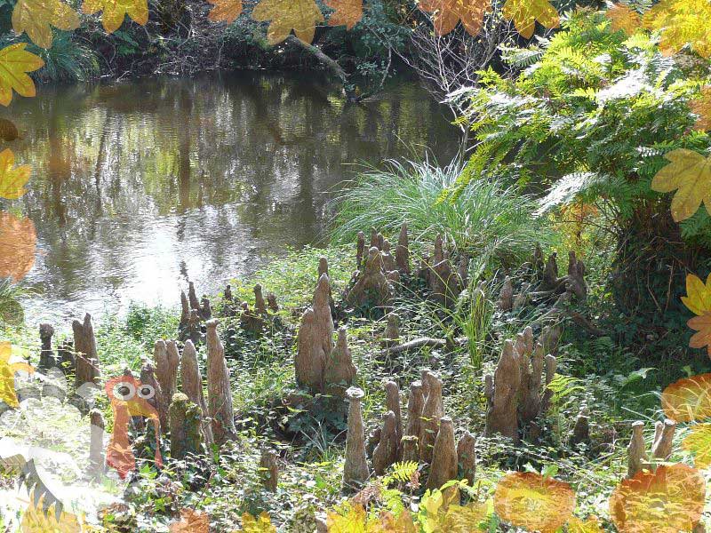 les racines du cyprs chauve ressortent de la terre pour oxygner l'arbre l'hiver, quand il a perdu ses feuilles