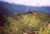 ( patchwork de champs de lentilles à l'Ilet à Cordes )