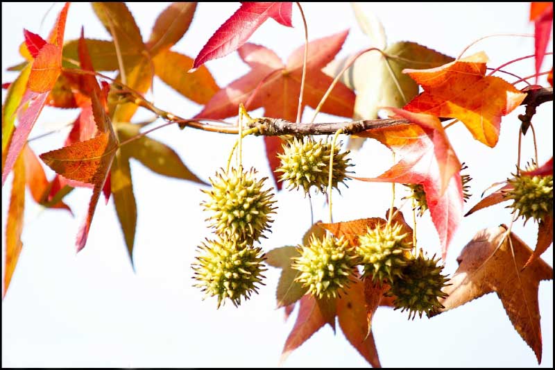 liquidambar au Clos de la Vigne