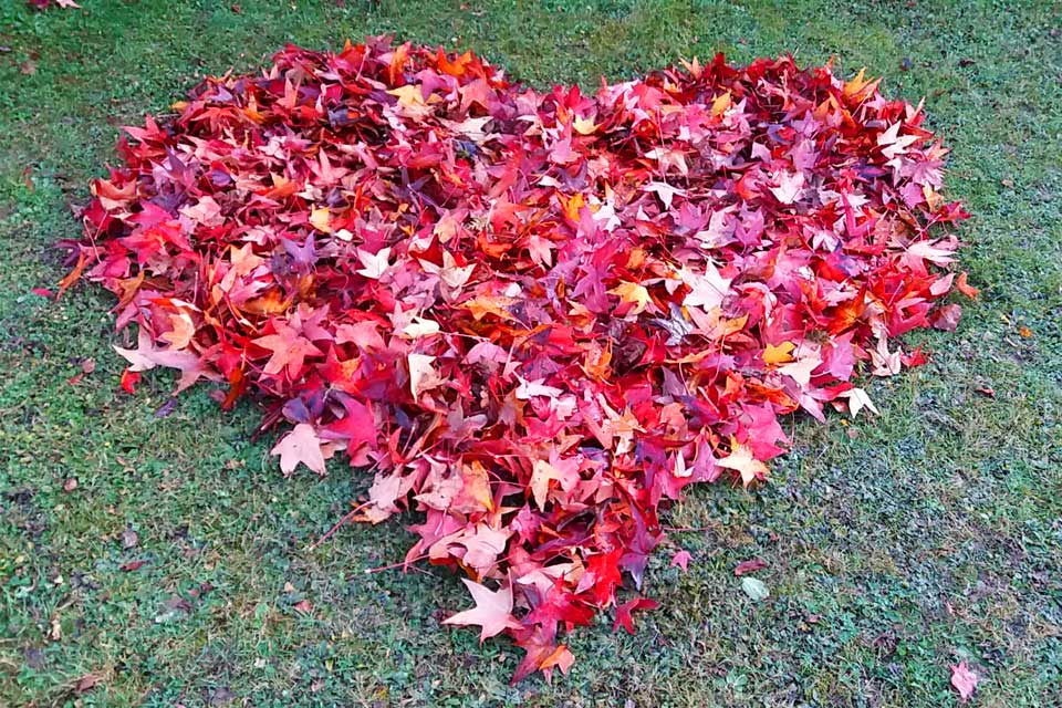 liquidambar au Clos de la Vigne