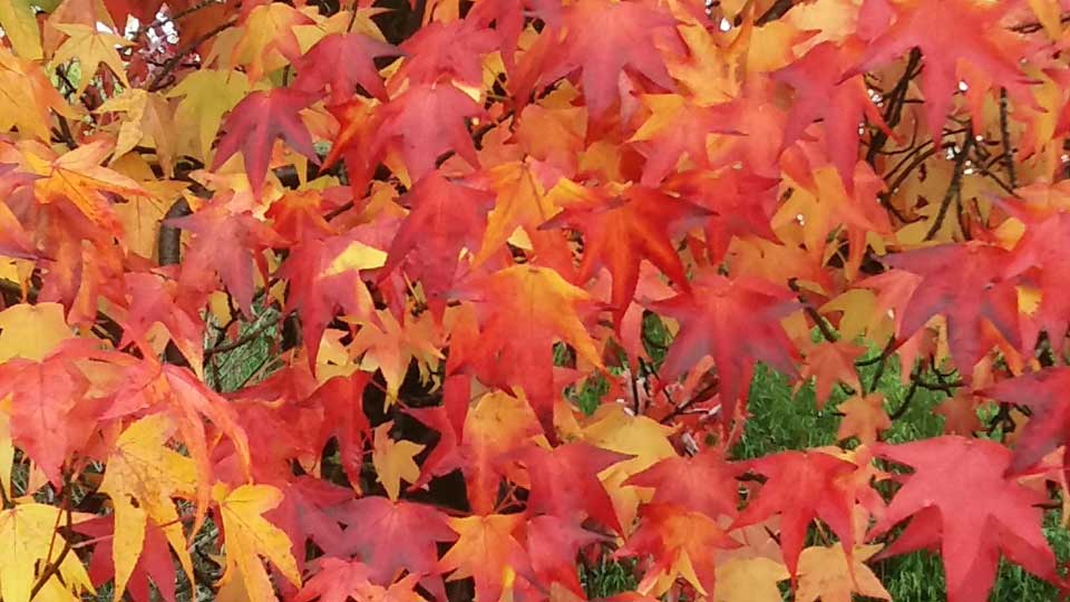 liquidambar au Clos de la Vigne