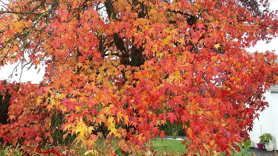 liquidambar au Clos de la Vigne