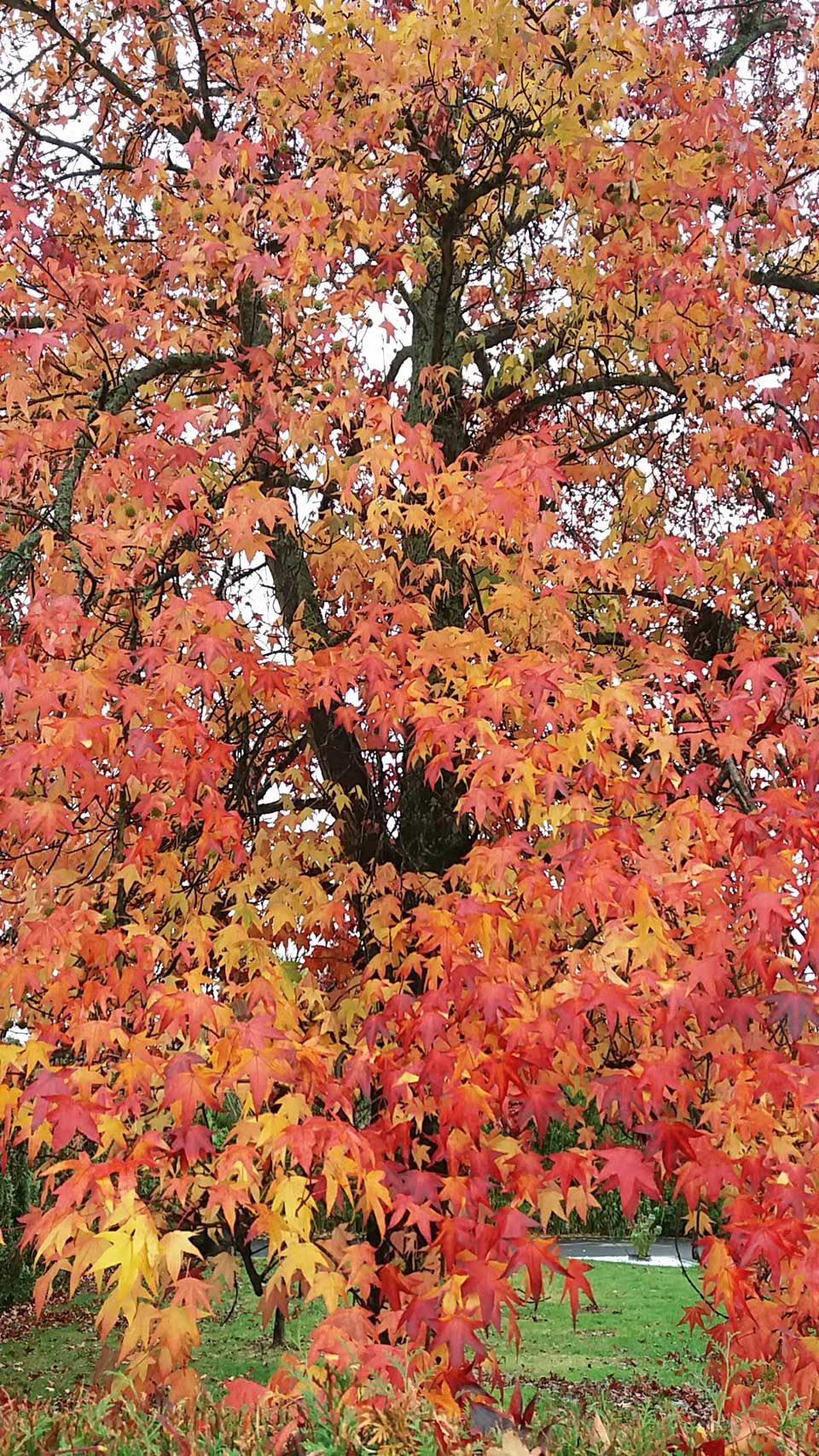 liquidambar au Clos de la Vigne