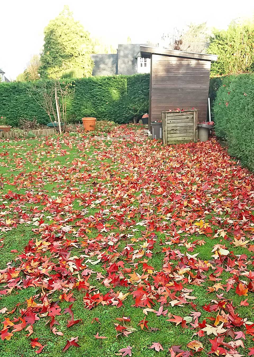 liquidambar au Clos de la Vigne