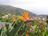 ( strelitzias devant Ribeira Brava )