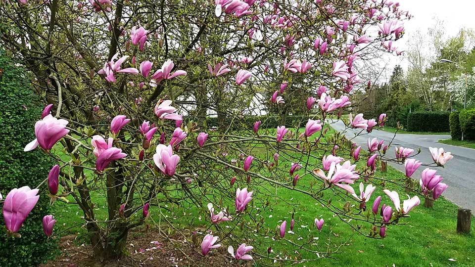 Le magnolia du Clos de la Vigne