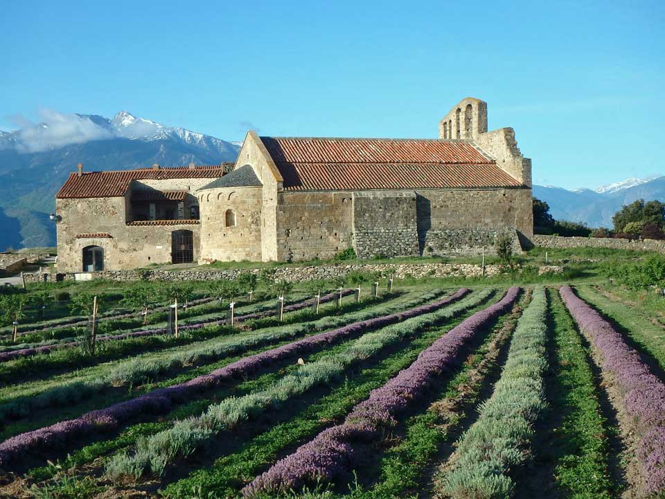 prieuré de Marcevol lavande et thym