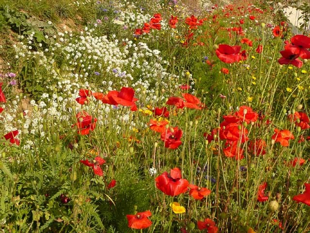 Pavots sur le chemin entre Chevry-Cossigny et Brie-Cte-Robert