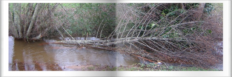 Le ruisseau du Mourcaou aprs la tempte Klaus