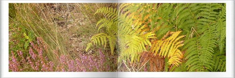 Bruyres et fougres de septembre