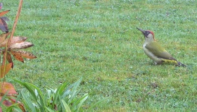 un pivert dans le jardin de Papytane