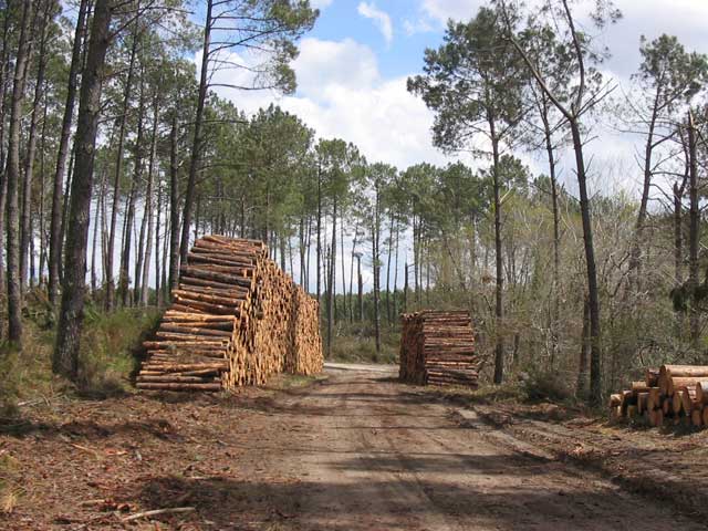 tas de grumes  Pissos