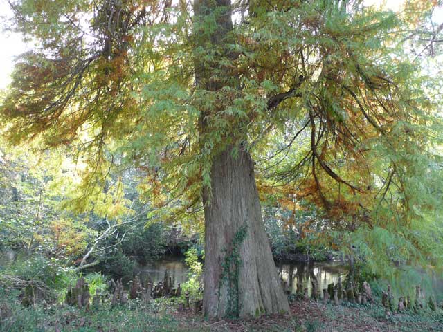 le cyprs chauve en automne - courant d'Huchet