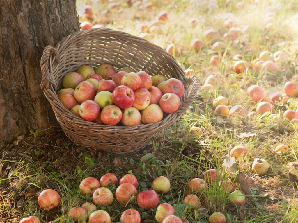 panier de pommes