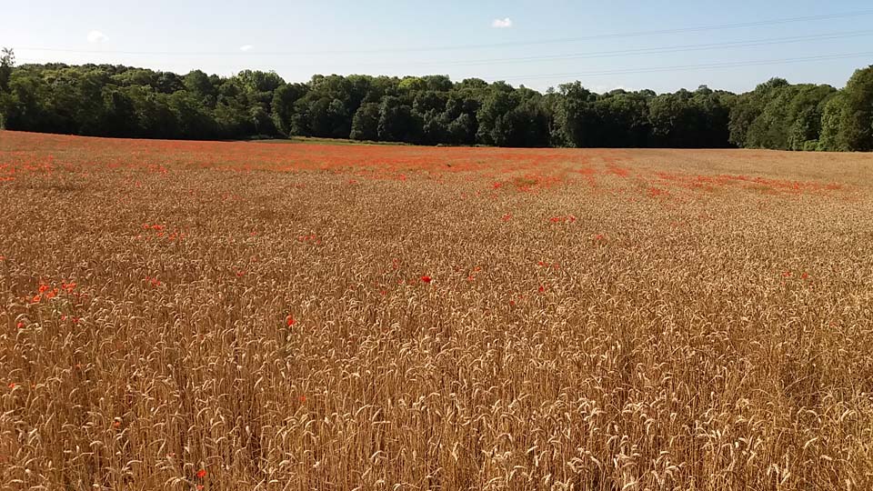 champ de blé rempli de coquelicots à Servon