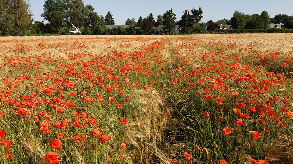 Champ de coquelicots en arrivant au Clos de la Vigne à Ozoir-la-Ferrière