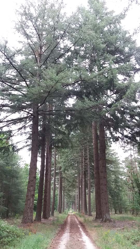 allée de sapins Douglas forêt de la Commanderie à Grez-sur-Loing