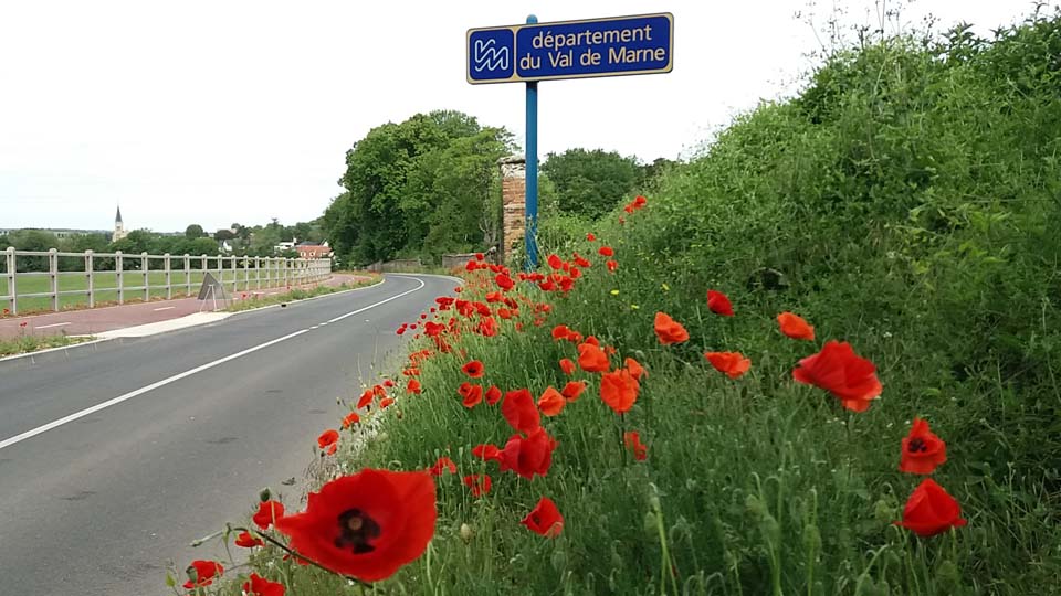 Coquelicots à l'entrée de Santeny en venant de Lésigny