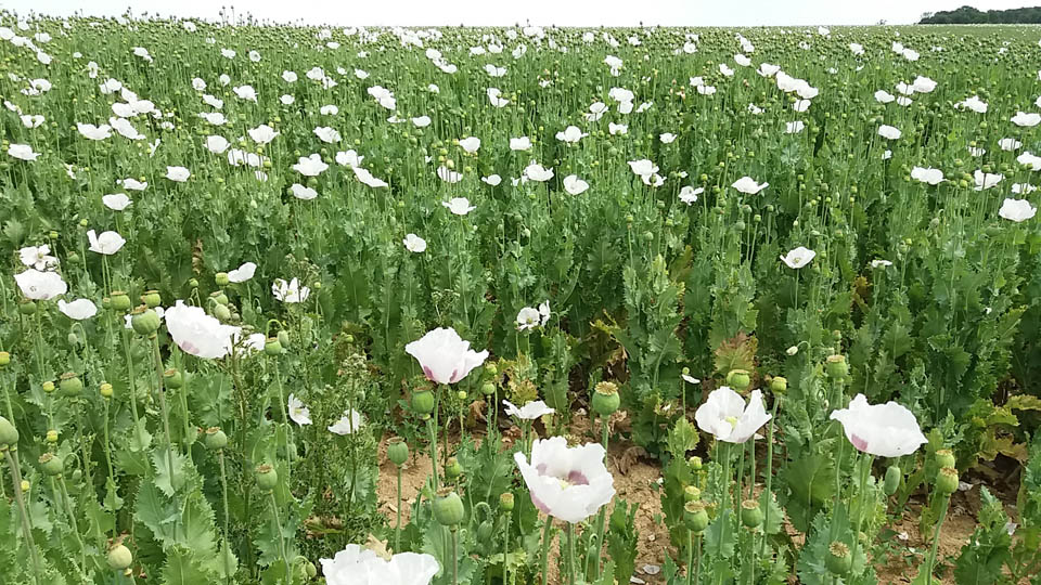 Champ de pavots à Mortery