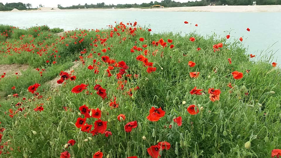 Coquelicots à Mouy-sur-Seine