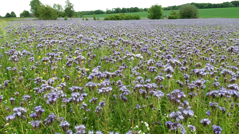 Champ mauve de phalécies à Savins