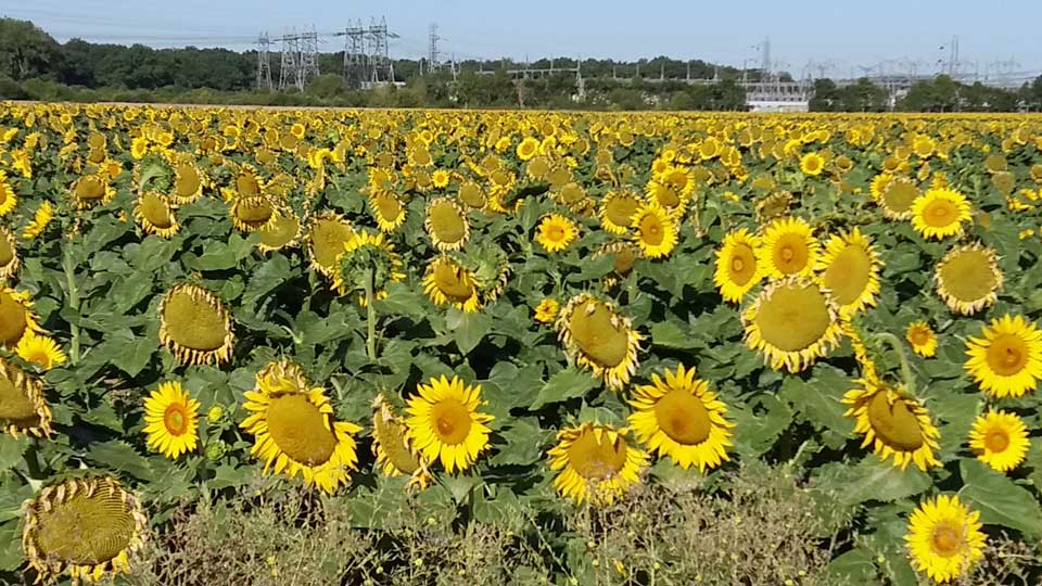 champ de tournesols à Roissy-en-Brie