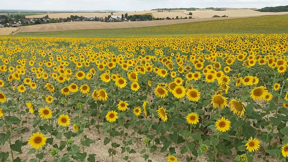 Champ de tournesols à Gouaix