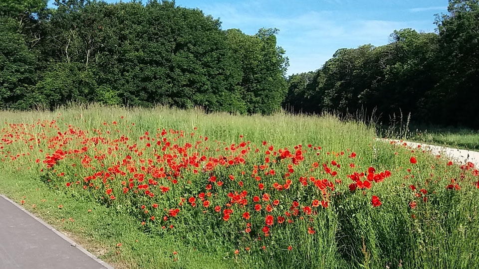 Tapis de coquelicots à Villecresnes