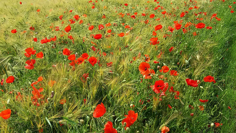 Coquelicots dans un champ de blé à Villiers-sur-Seine