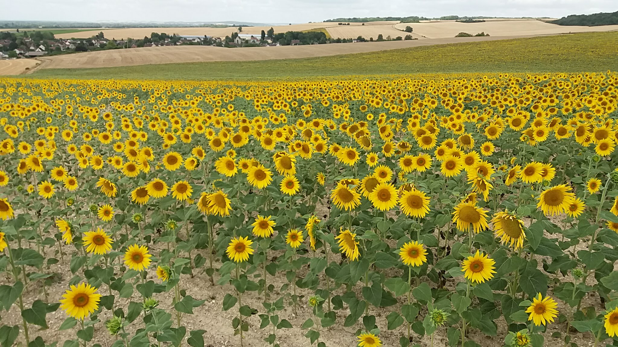 Champ de tournesols à Gouaix