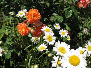 ( Rosier Westerland et marguerites )