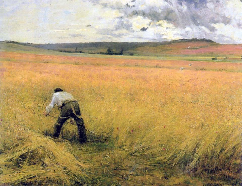 The ripened wheat