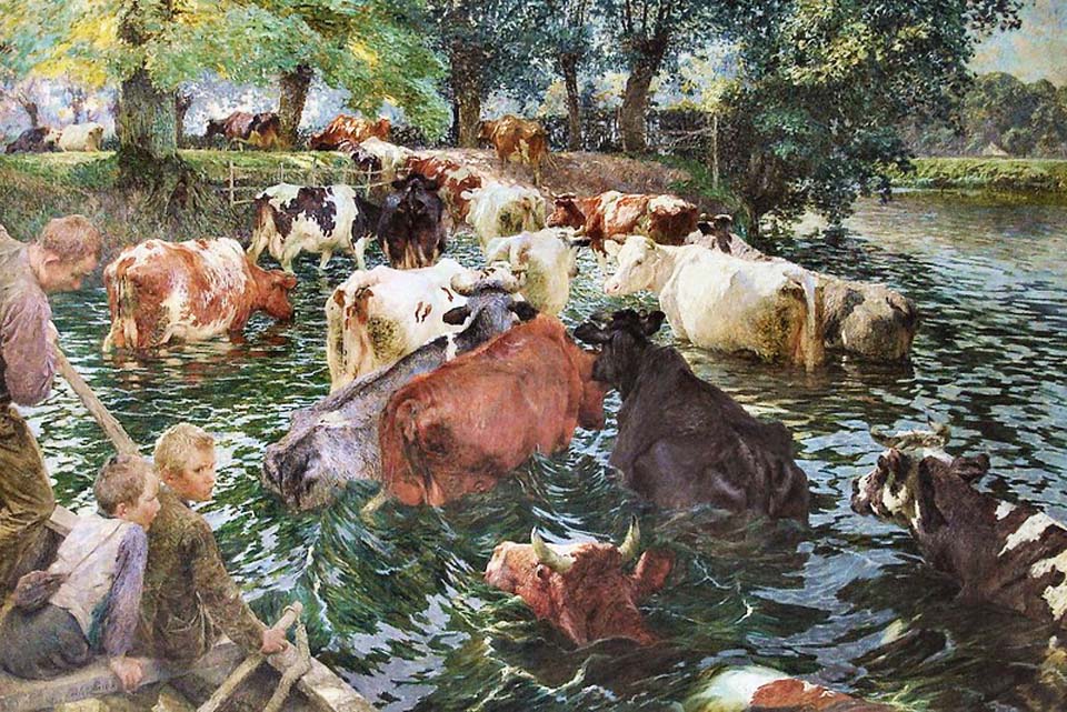 Vaches traversant la Lys