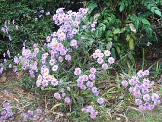 ( Asters )