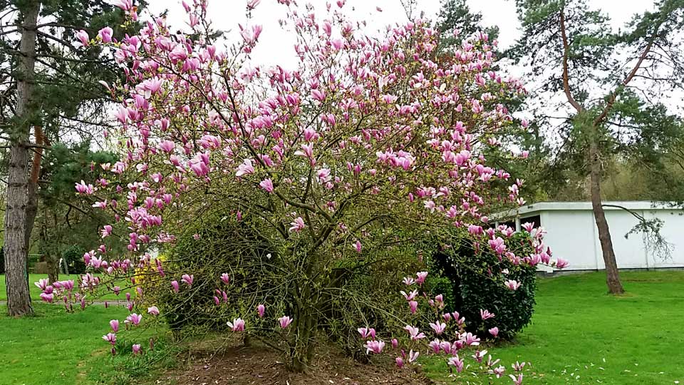 Le magnolia du Clos de la Vigne