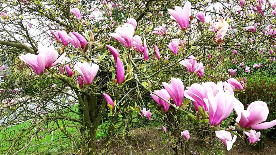 Le magnolia du Clos de la Vigne